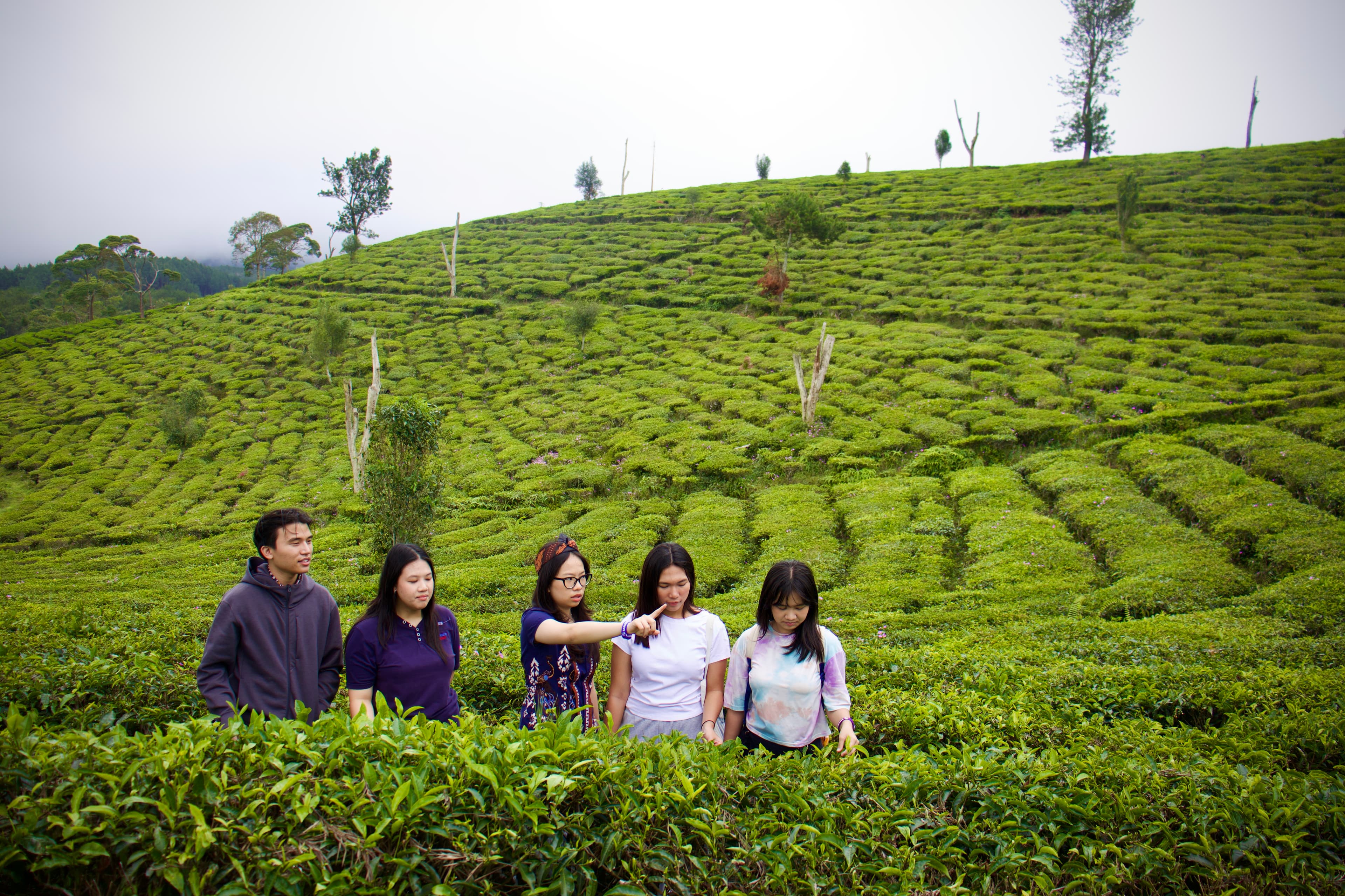 Kebun Teh dan Curug Pelangi